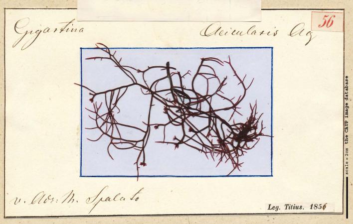 Chondracanthus acicularis_56.jpg